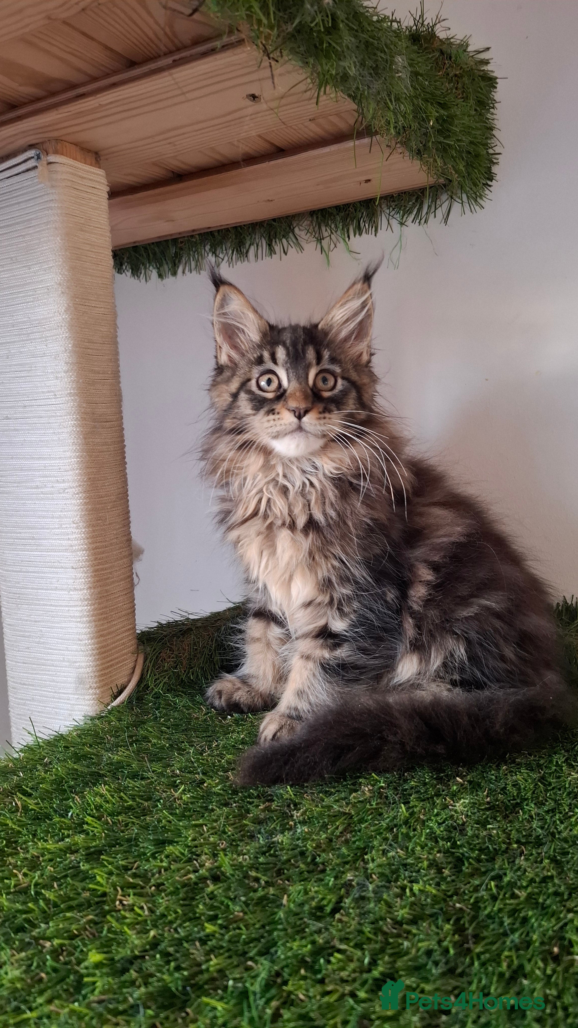 Maine Coon cats Beautiful Maine Coon Kittens  - Advert 7