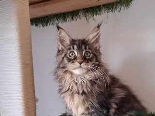 Maine Coon cats Beautiful Maine Coon Kittens - Advert 7