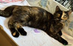 Mixed Breed cats for sale: 1yr 6mnth female cat for sale - Advert 6