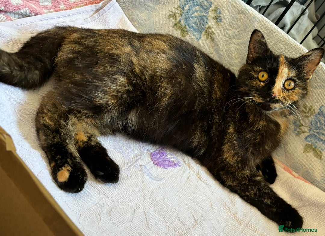 Mixed Breed cats for sale: 1yr 6mnth female cat for sale - Advert 6