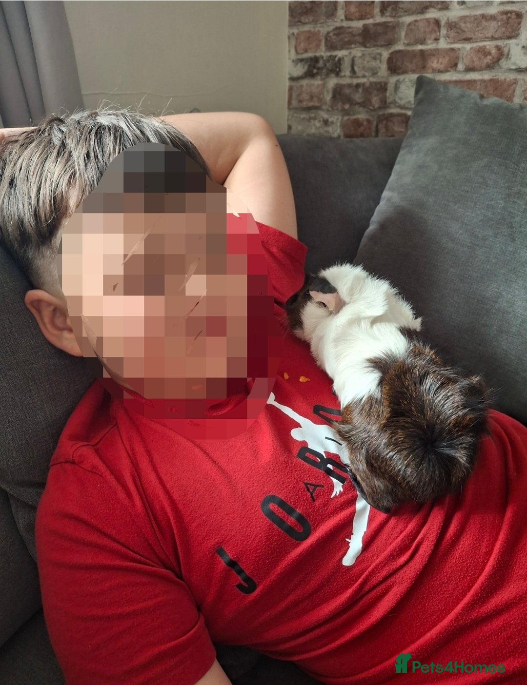 Guinea Pig rodents for sale: Guinea pigs and huge set up (huge deal) - Advert 5