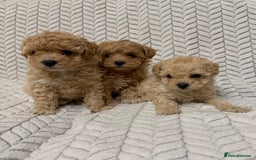 Mixed Breed dogs for sale: 🐾🐾 F1 Bb Maltipoo Puppies Boys and Girls 🐾🐾 - Image 8