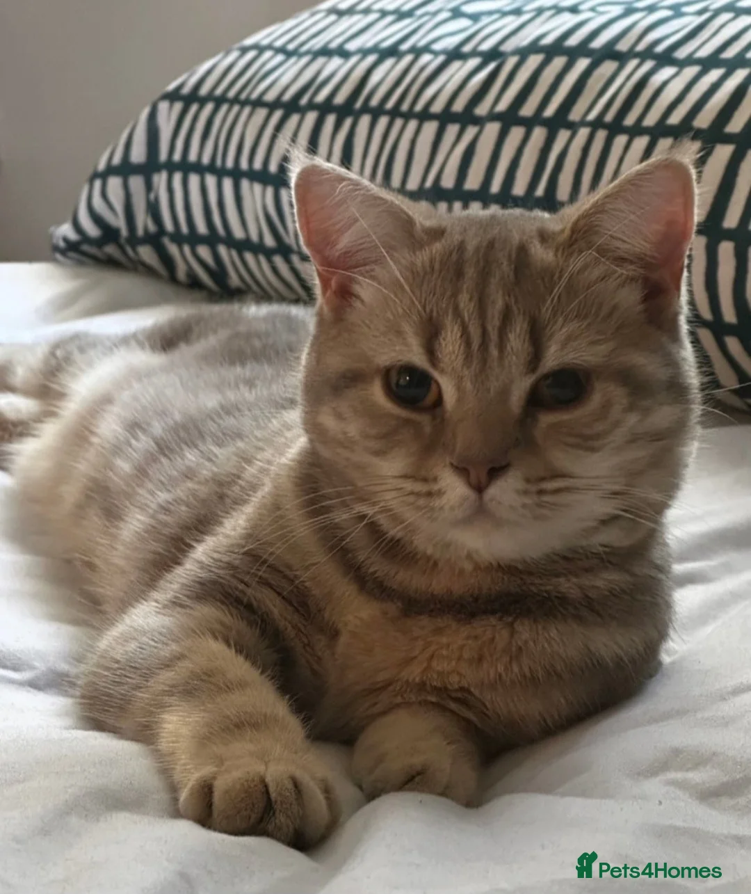 British Shorthair cats for sale: Female British Shorthair For Sale! - Advert 3