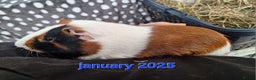Guinea Pig rodents for sale: Rescue guinea pigs  - Advert 7