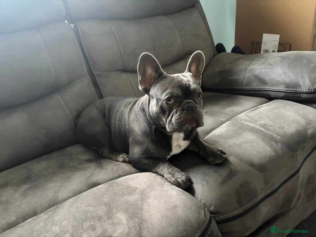 French Bulldog dogs for stud: KC French bulldog stud  - Image 2