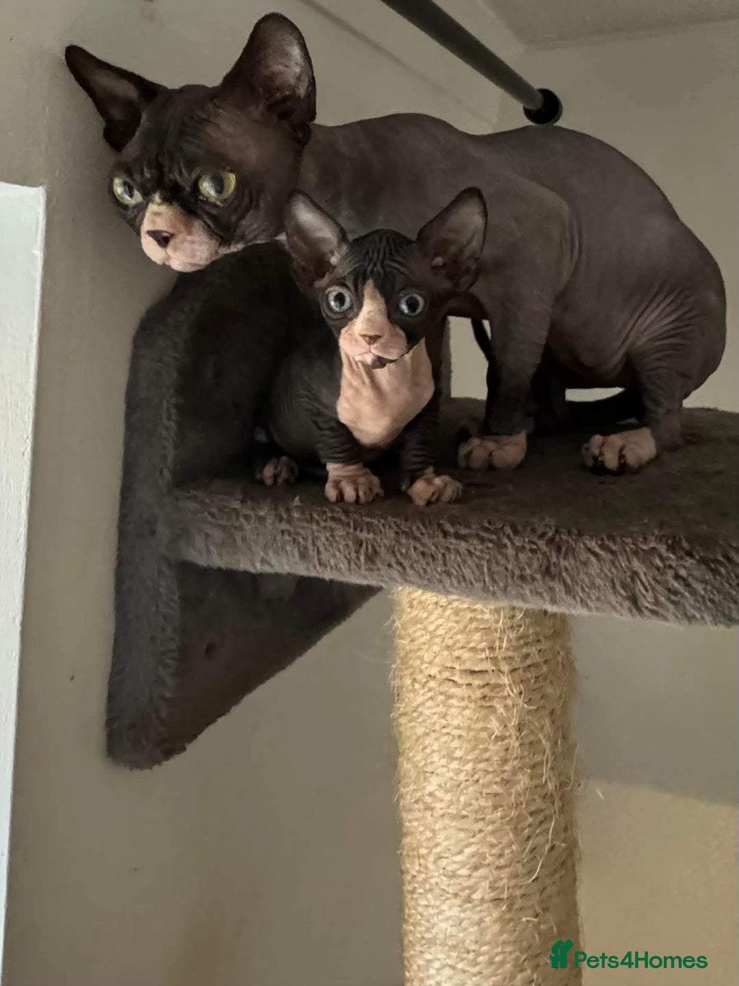 Sphynx cats for sale: Oscar  - Advert 3