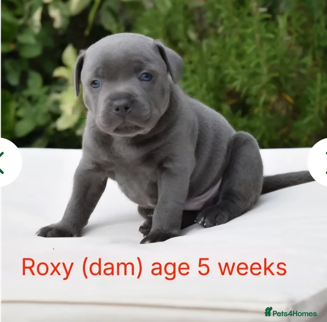 Staffordshire Bull Terrier dogs for sale: Staffordshire bull terrier pups blue kc - Advert 1