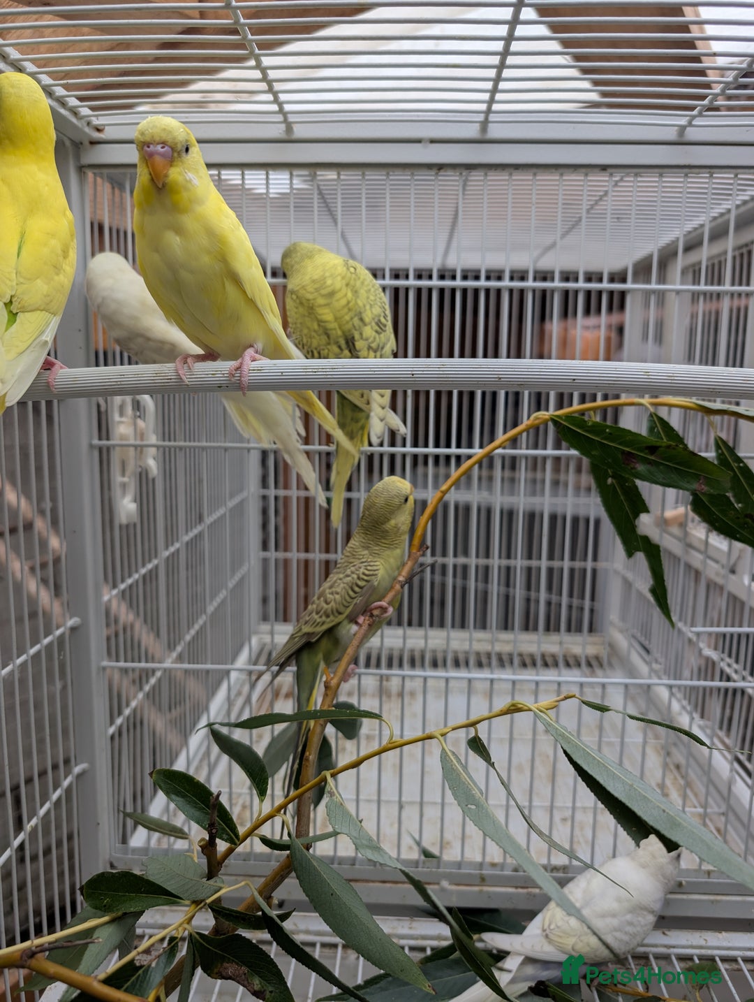 Budgerigars birds for sale: Baby budgies and starter cage  - Image 11