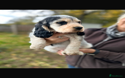 Cocker Spaniel dogs for sale: QUALITY QUALITY PURE BRED SHOW COCKER SPANIEL PUPS - Image 1