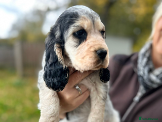 Cocker Spaniel dogs for sale - Advert 1