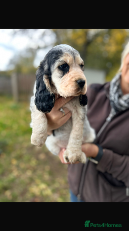 Cocker Spaniel dogs - Advert 2