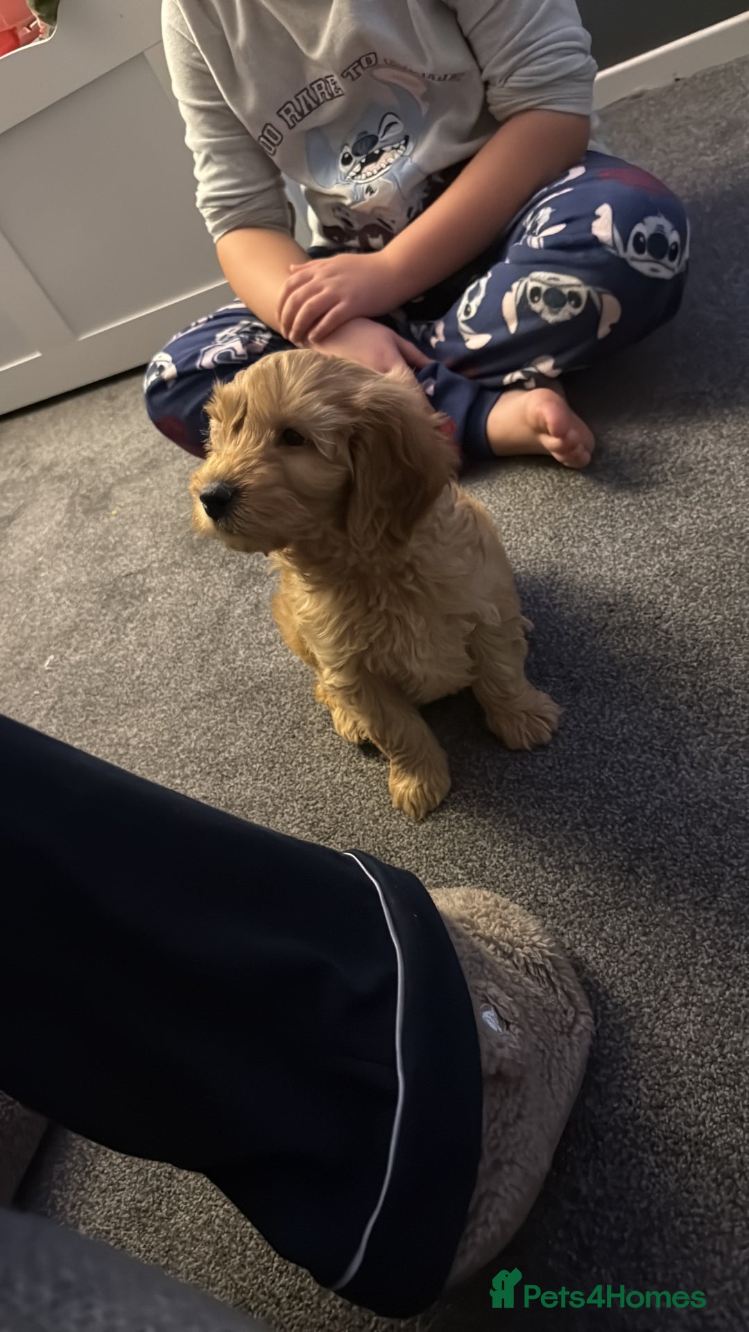 Cockapoo dogs for sale: Toby  - Advert 2