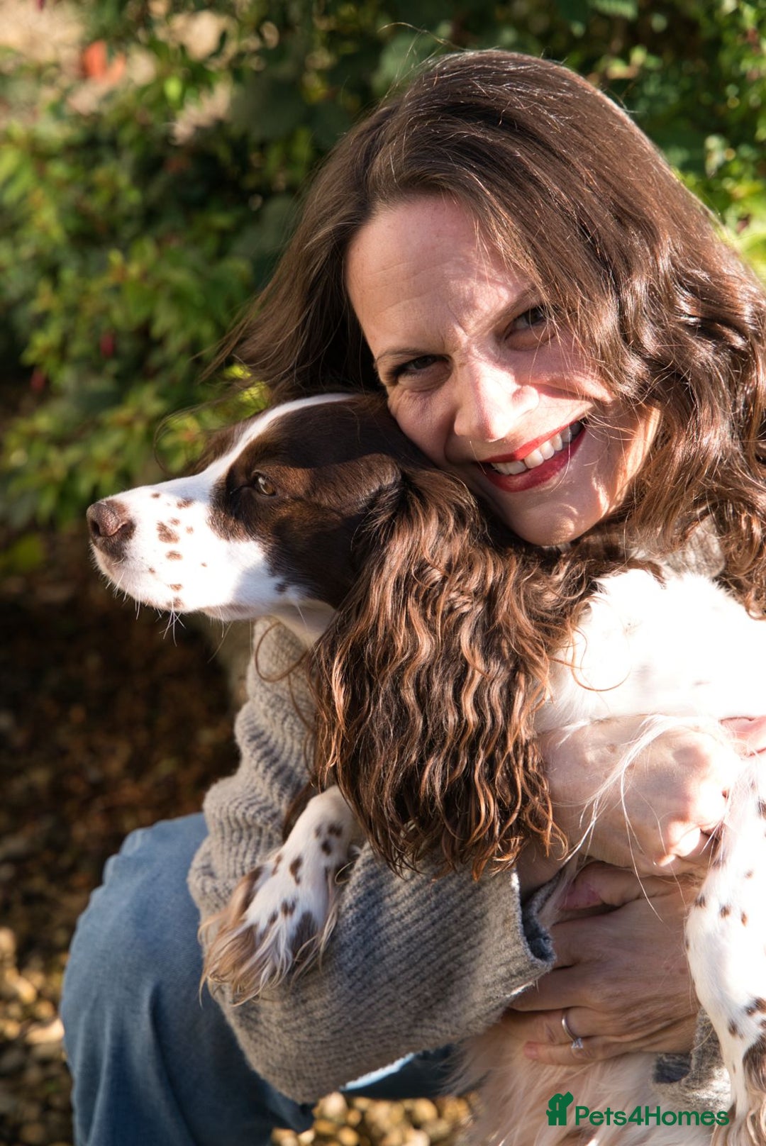 Cocker Spaniel dogs for sale: Gorgeous Cocker Spaniel Puppies - Advert 11