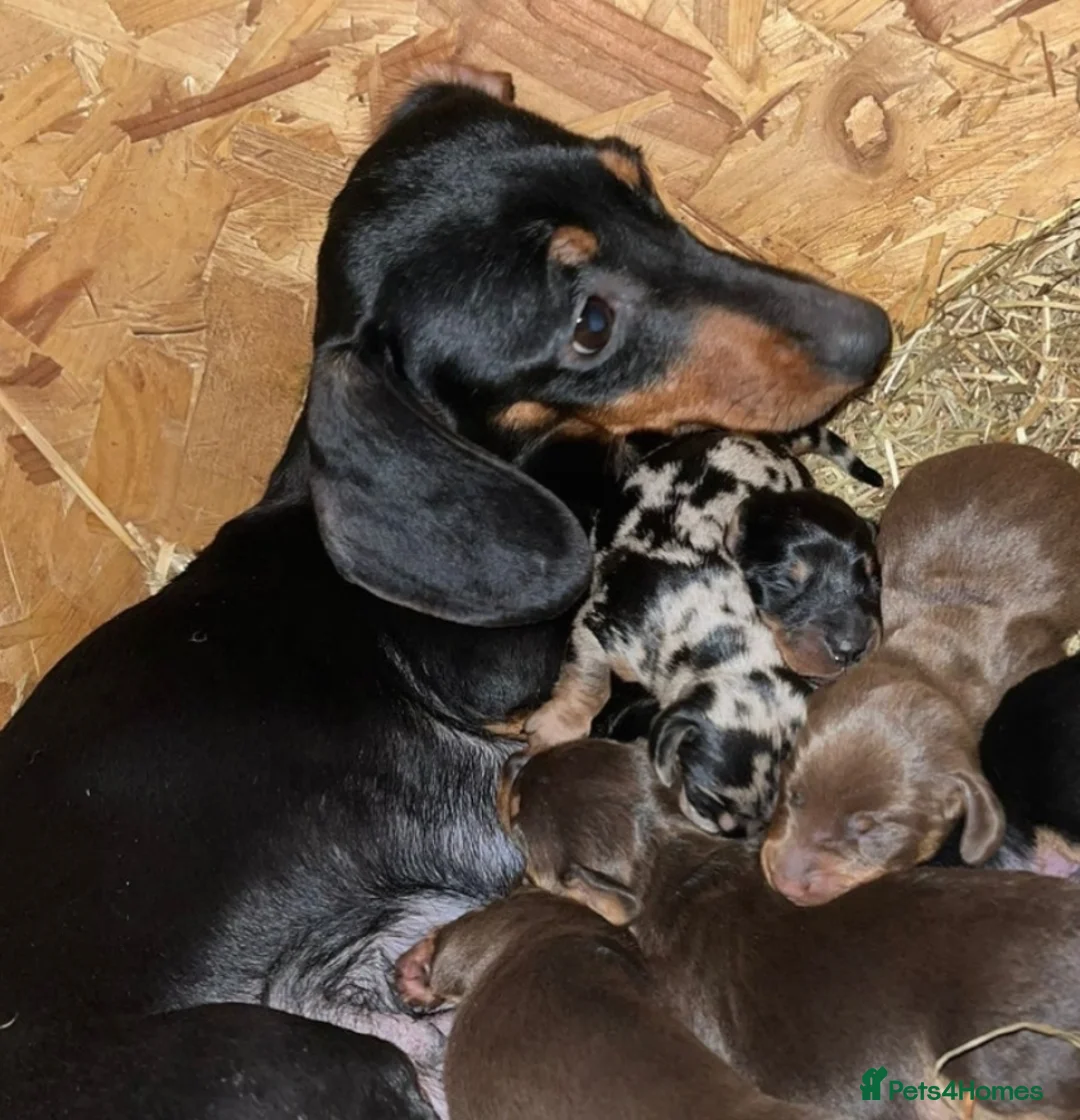 Miniature Dachshund dogs for sale: CHOCOLATE/ TAN MINIATURE DACHSHUND  - Advert 5