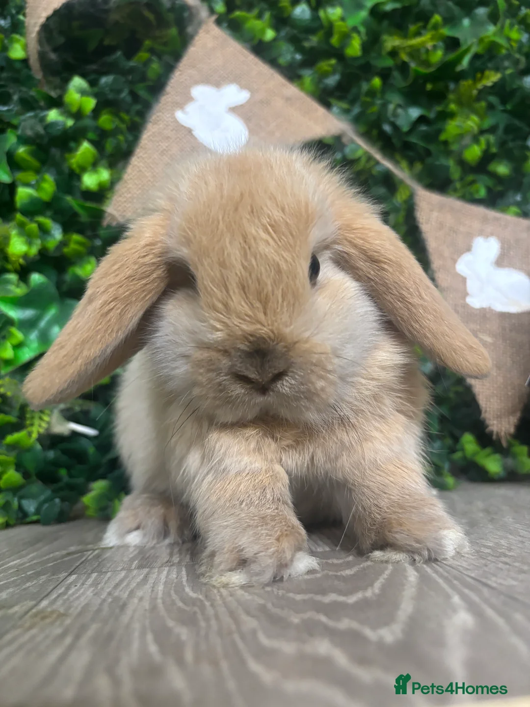 Mini Lop rabbits for sale: BEAUTIFUL BABY MINI LOP BUNNIES  - Advert 1