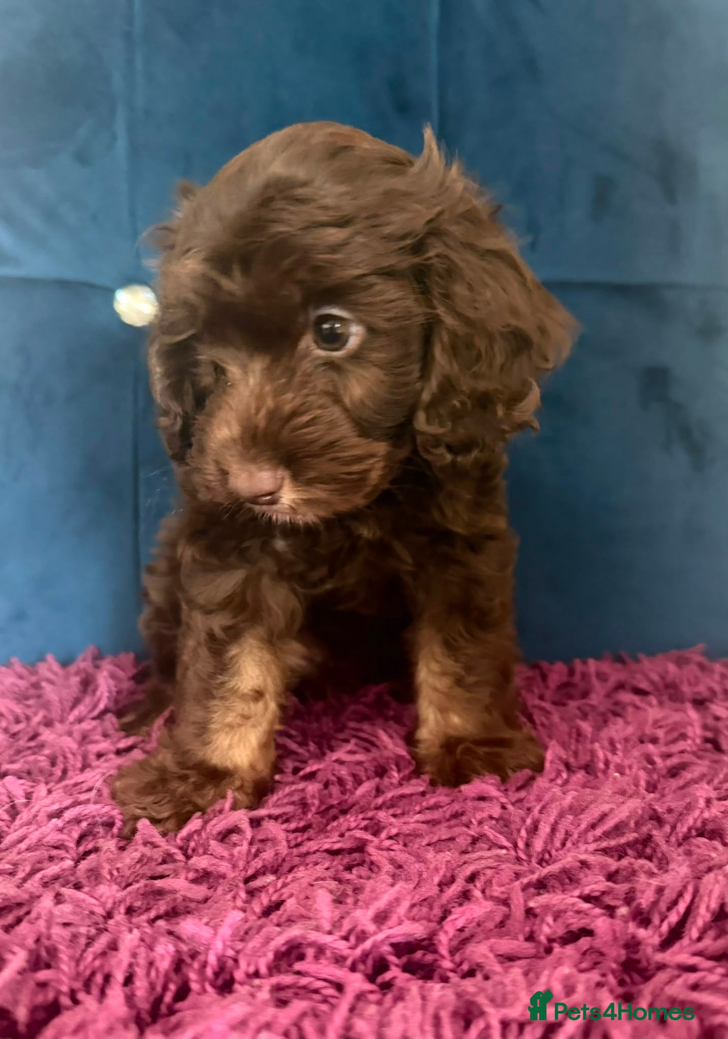 Cockapoo dogs Two beautiful boy left  - Advert 14