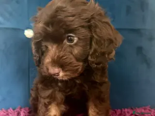 Cockapoo dogs Two beautiful boy left - Advert 14