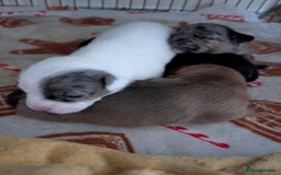 Mixed Breed dogs for sale: Stunning jack Russel cross staffy - Image 4