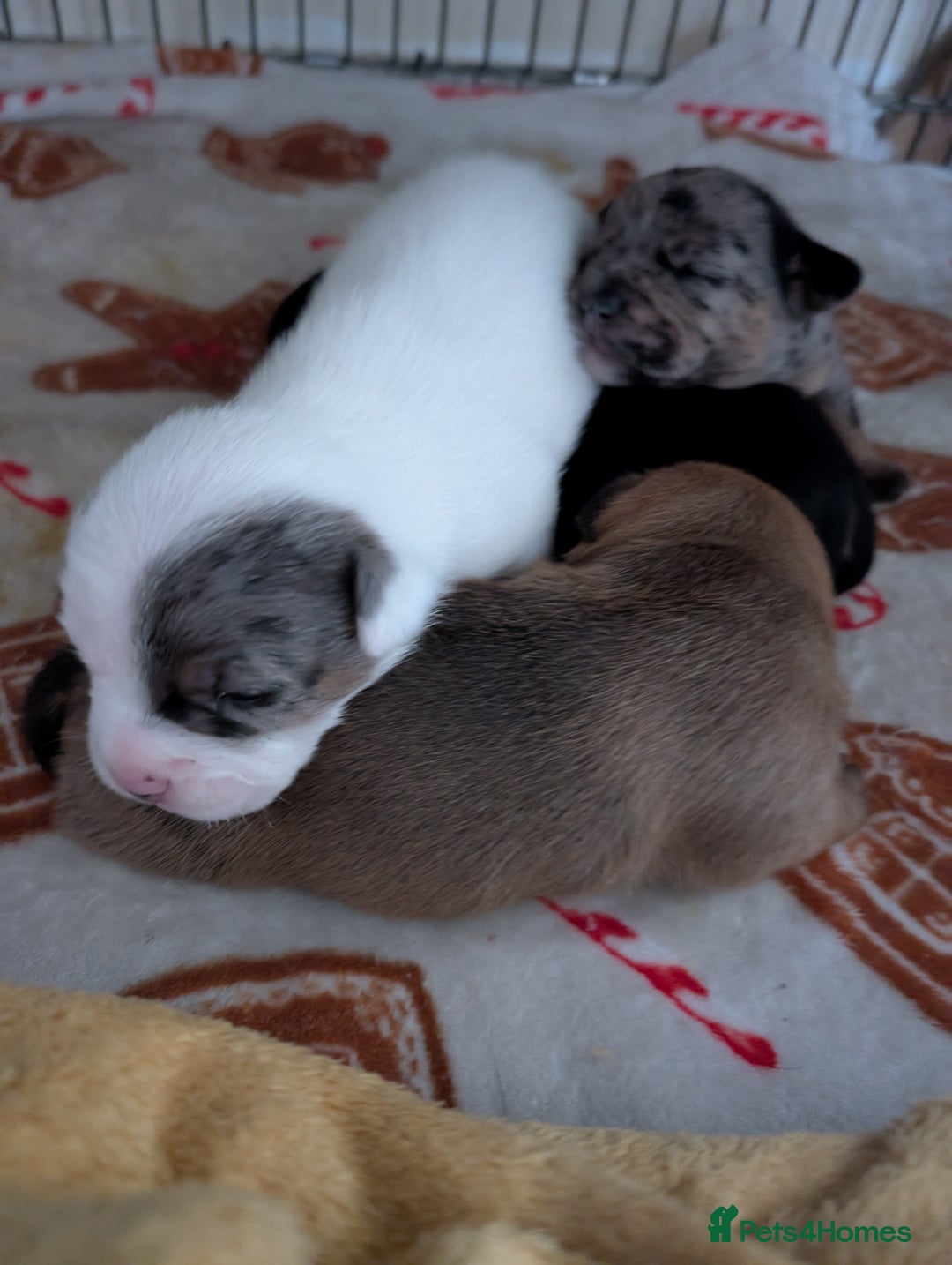 Mixed Breed dogs for sale: Stunning jack Russel cross staffy - Image 4