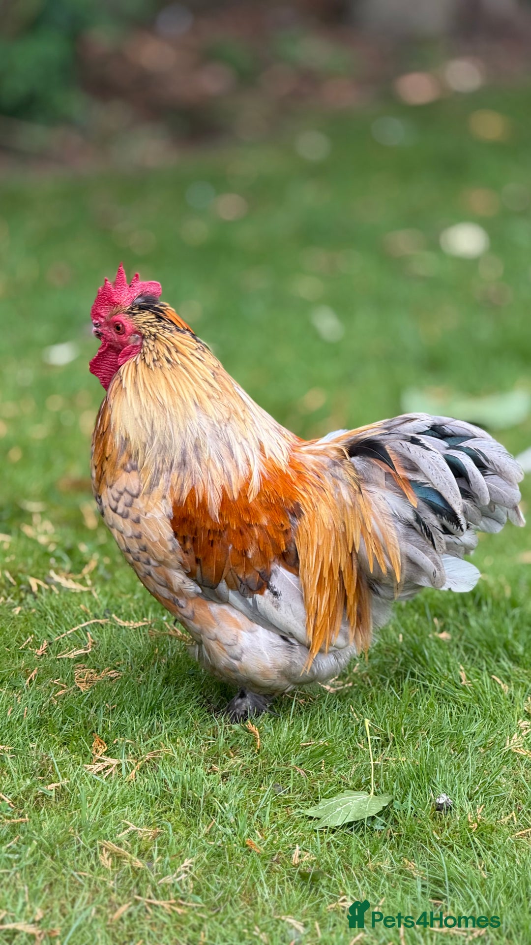 Chickens poultry for sale: 4 VERY HANDSOME HAND REARED SILKY MIX COCKERELS  - Image 8