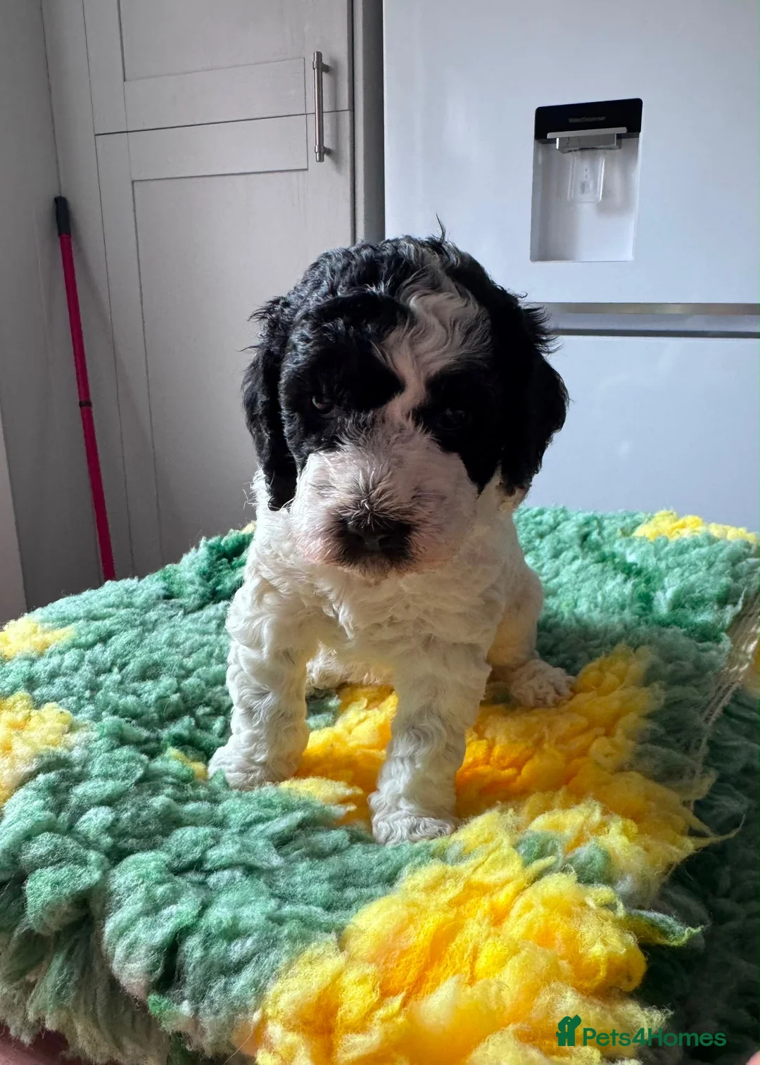 Cockapoo dogs for sale: Cockapoo puppies - Advert 2