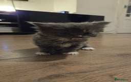 Ragdoll cats for sale: Ragdoll cats  - Image 2