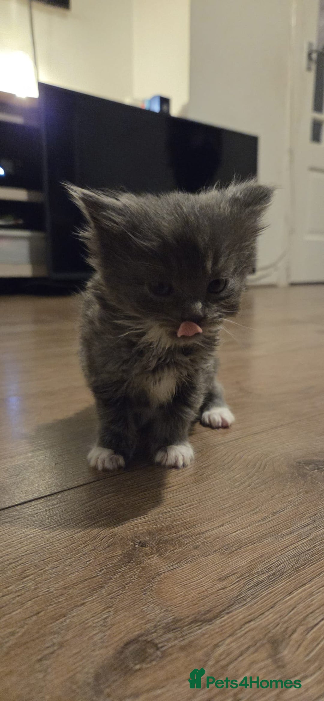 Ragdoll cats for sale: Ragdoll cats  - Image 2