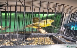 Canaries birds for sale: Irish fancy canary  - Image 4