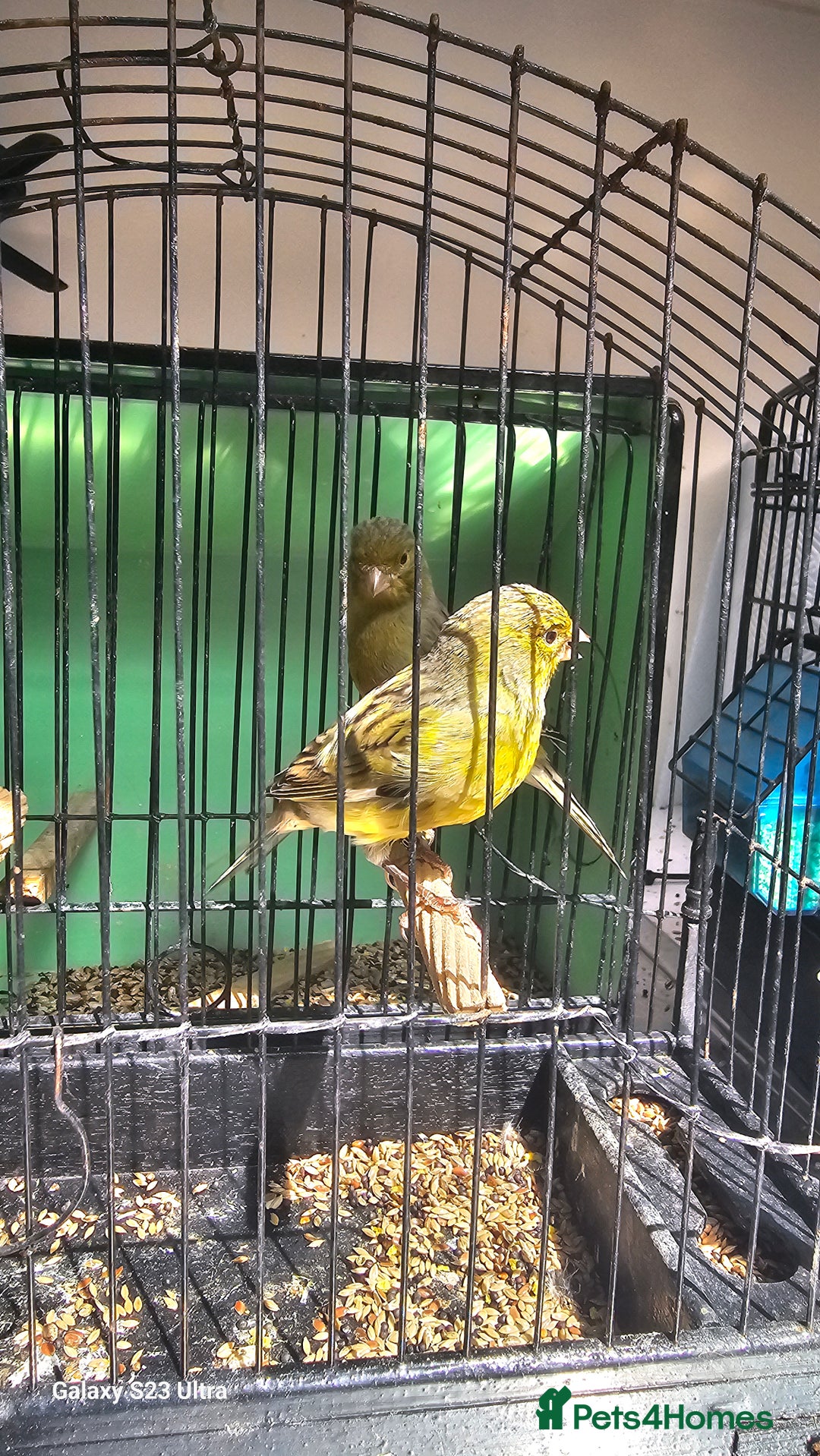 Canaries birds for sale: Irish fancy canary  - Image 4