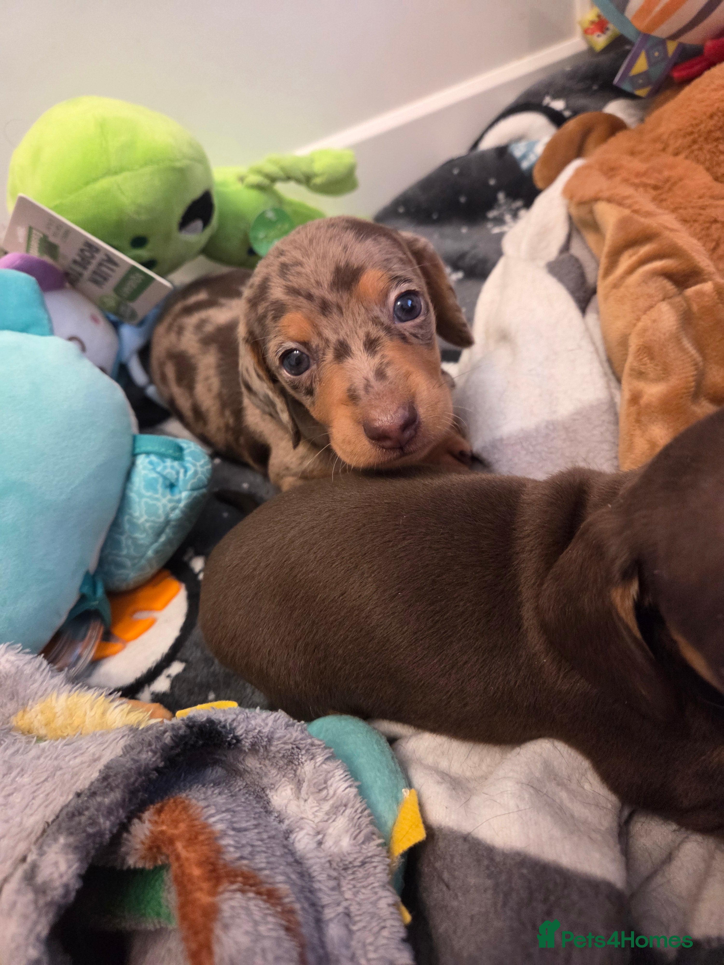 Miniature Dachshund dogs Kc Miniature Dachshunds  puppies  - Advert 16