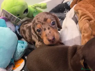 Miniature Dachshund dogs Kc Miniature Dachshunds puppies - Advert 16