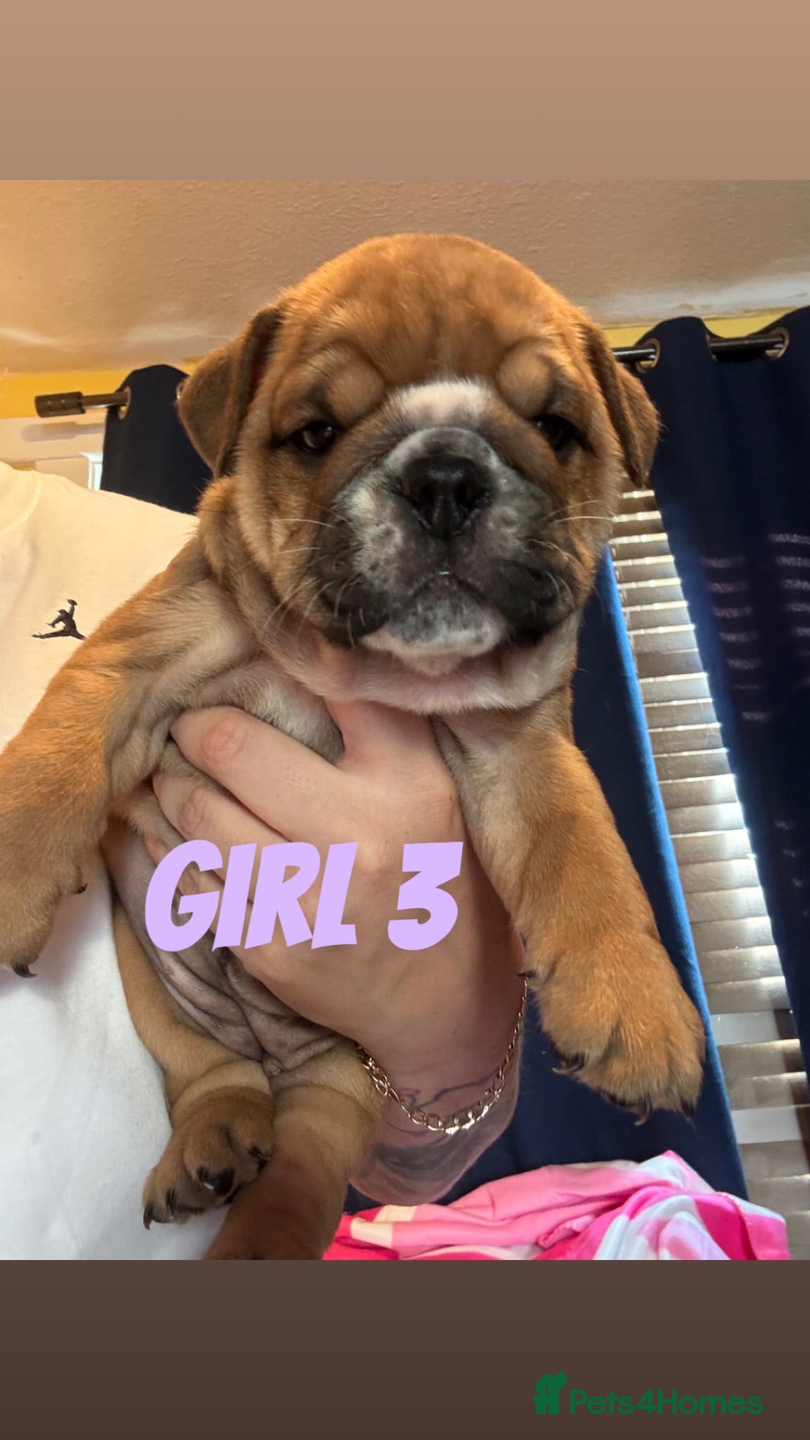 English Bulldog dogs Beautiful Traditional British bulldogs  - Advert 14