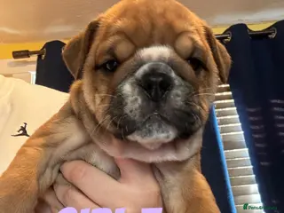 English Bulldog dogs Beautiful Traditional British bulldogs - Advert 14