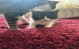 Mixed Breed cats for sale: Mixed breed kittens  - Image 2