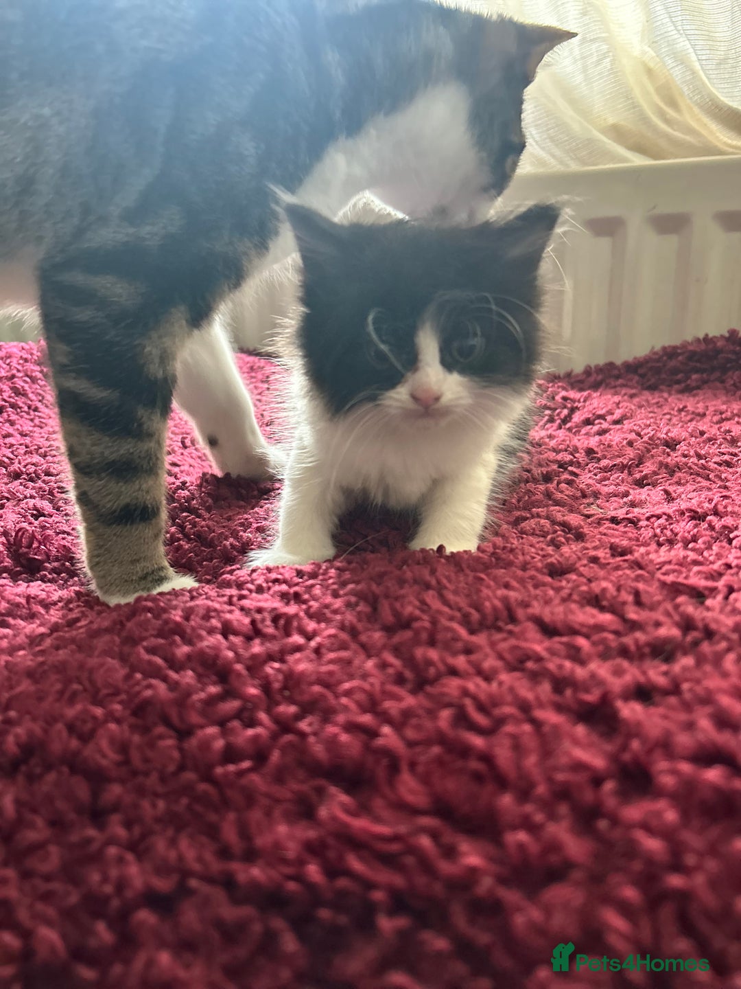 Mixed Breed cats for sale: Mixed breed kittens  - Image 2