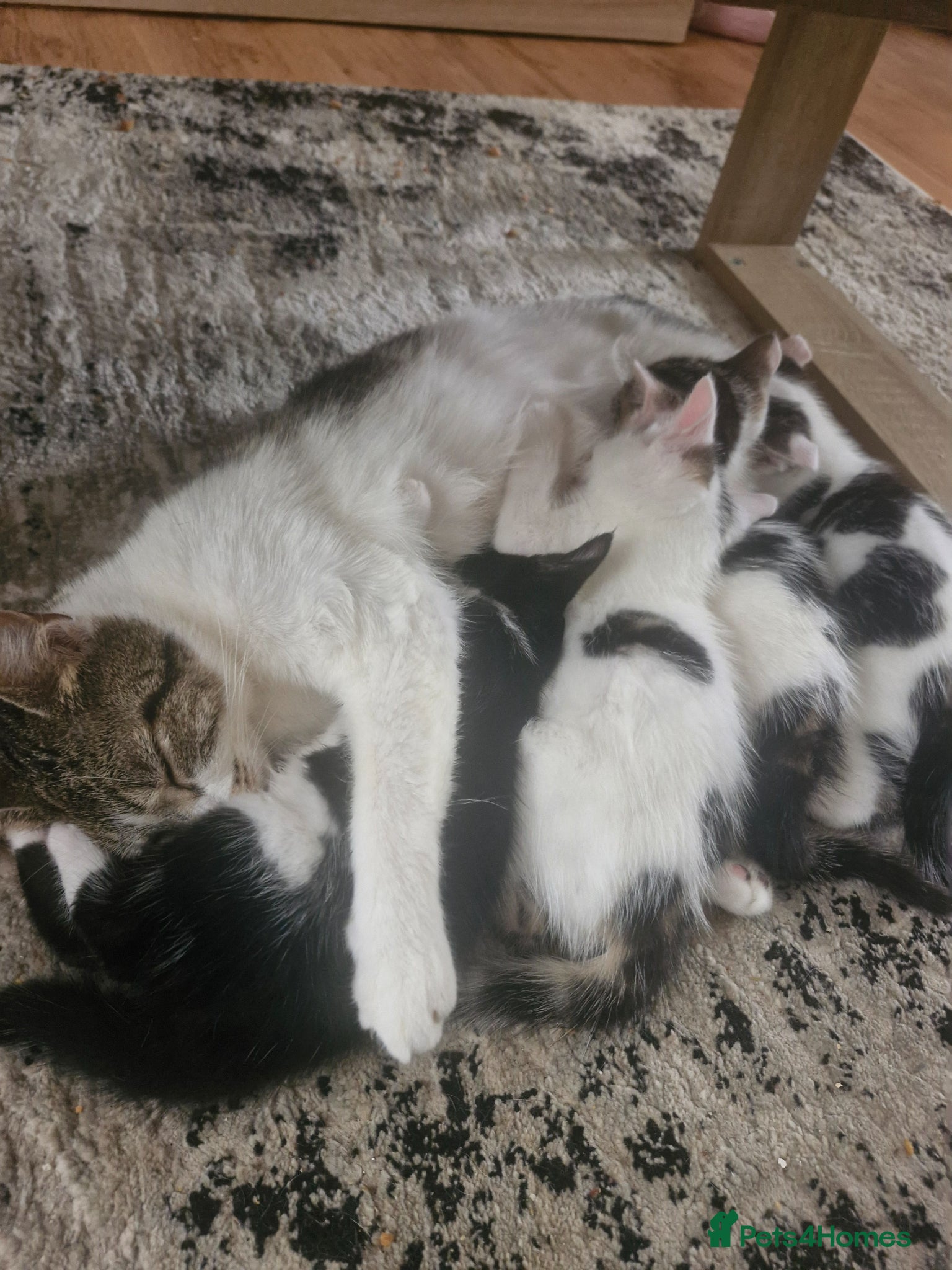 Mixed Breed cats Kittens for sale - Advert 1