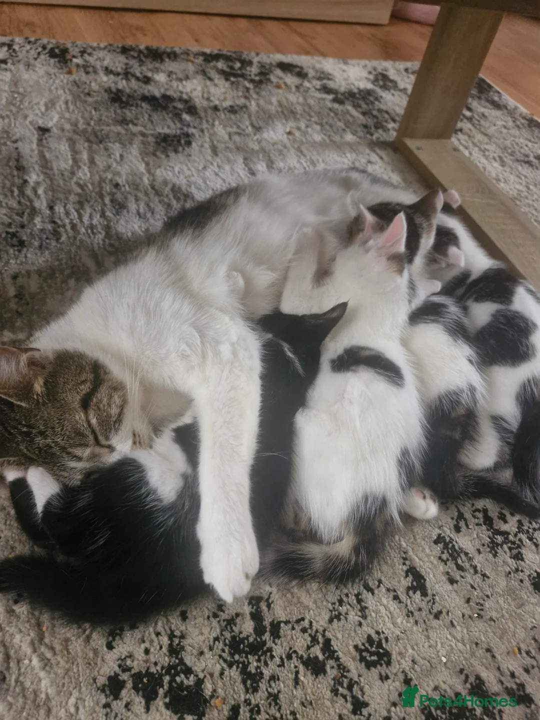 Mixed Breed cats for sale: Kittens for sale - Advert 1