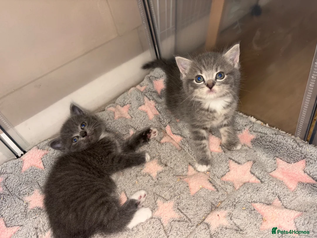 British Shorthair cats for sale: British shorthair mixed  in Reading - Advert 6