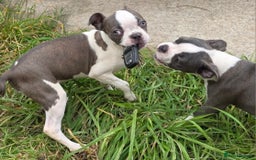 Boston Terrier dogs for sale: last Blue girl Bosto Terrier offers considered  in Leeds - Image 11