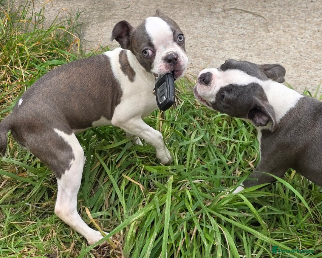 Boston Terrier dogs for sale: last Blue girl Bosto Terrier offers considered  in Leeds - Image 11