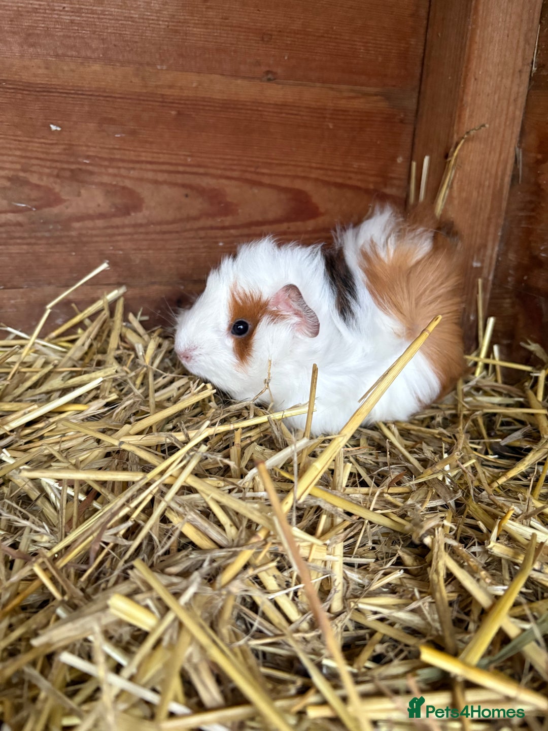 Guinea Pig rodents for sale: Baby guinea pig looking for loving home  - Advert 6