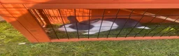 Rex rabbits for sale: Rabbit for sale  in Stamford - Advert 4