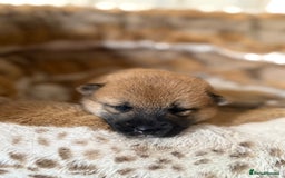 Japanese Shiba Inu dogs for sale: 🧡🦊 Beautiful K.C Shiba Inu Puppies Ready Soon - Image 18