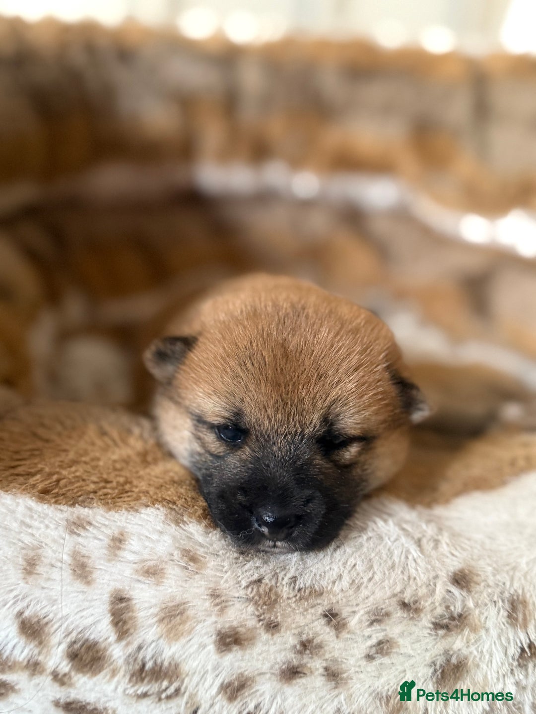 Japanese Shiba Inu dogs for sale: 🧡🦊 Beautiful K.C Shiba Inu Puppies Ready Soon - Image 18