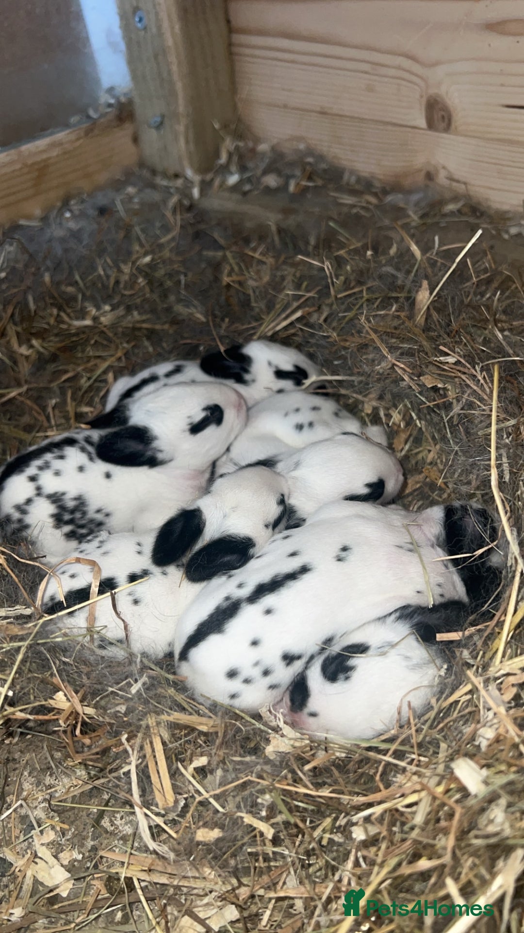 English Spot rabbits for sale: 6 Beautiful baby Rabbits for Sale - Image 2