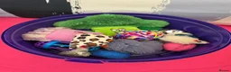 Mixed Breed cats for sale: Job lot of cat accessories  - Advert 8