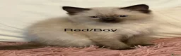 Ragdoll cats for sale: Blue Point & Choc Point Pure Bicolour Ragdolls - Advert 7