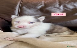 Siberian Husky dogs for sale: 🔥Last 2 epic puppies available don’t miss out - Image 8