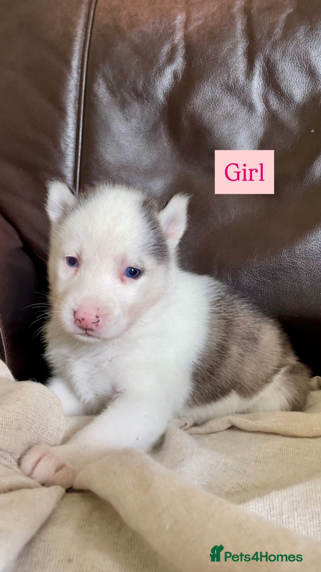 Siberian Husky dogs for sale: 🔥Last 2 epic puppies available don’t miss out - Image 8