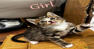 British Shorthair cats British shorthair mixed with tabby - Advert 6